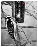 Woodpecker