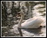 Royal Swans
