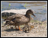 Mother & Duckling