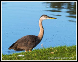 GBH Early Morning Stroll