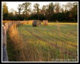 New Day On The Farm