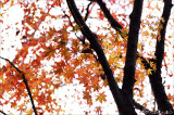 autumnfuchu09.jpg