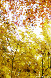autumnfuchu11.jpg