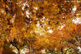 autumnfuchu21.jpg