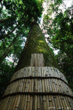 Old tree