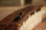 Jurong Bird Park