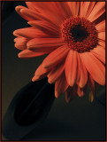 18th - Gerbera Daisy