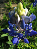 9th - Bluebonnet