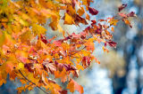 Maple Leaves  ~  October 21  [12]
