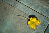 Yellow Leaf  ~  October 31  [19]