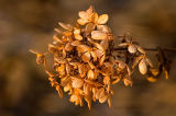 Fall Hydrangea  ~  November 4  [16]