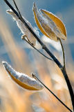 Milkweed Pods  ~  November 6  [31]