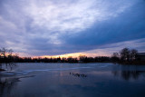 Mallards on the Pond ~ January 2  [18]