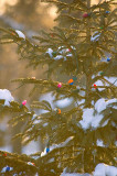 Late Season Christmas Tree  ~  March 4