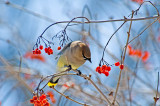 Cedar Waxwing  ~  April 12  [34]