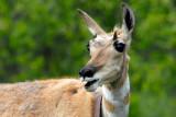 Pronghorn Antelope