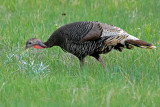 Wild Turkey