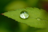 Raindrops  ~  May 30  [28]