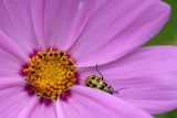 Flower and Bug  ~  August 28  [13]