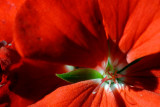 Geranium  ~  September 26  [6]