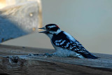 Downy/Hairy Woodpecker  ~  October 6  [13]