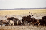 Etosha