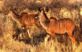 Etosha