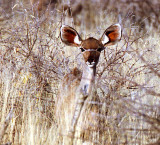 Etosha