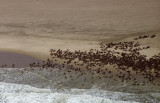 Skeleton Coast Flight