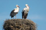 Un couple de cygognes  Bja