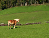 Haflinger Stute