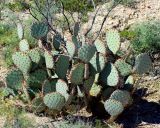 cactus 2006_1020Image0038.jpg