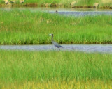 little blue heron 2005_0702Image0022.jpg