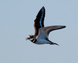 killdeer 2007_0324Image0017.jpg
