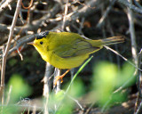 wilsons warbler.jpg