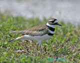 Killdeer at Honeymoon Island State Park 5/05/2007