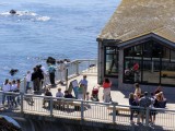 Many watched the boats, birds and seals in the water and on the rocks