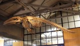 Skeleton of a whale hanging from a rafter