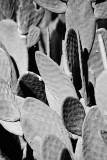 IMG_2286bw.jpg