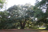 Majestic Oak