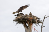 20070630_Lee-Metcalf-NWR_0093.jpg