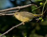 Yellow Warbler...I think