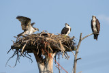 Osprey chicks on nest with Mom in attendance