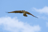 Adult Osprey in flight