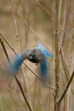 A Stellers Jay just after taking flight