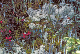 Moss, Lichen