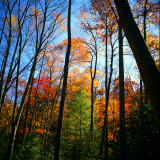 The Green Tree