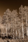 Cedar Breaks NM0064_0_Sepia.jpg