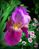 Bearded iris with dianthus in background