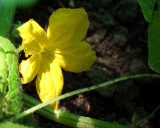 cucumber blossom